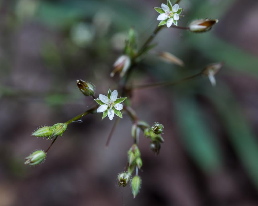 Minuartia hybrida ?